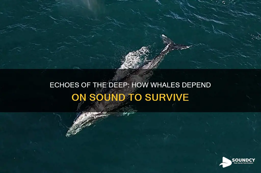 how whales rely on sound