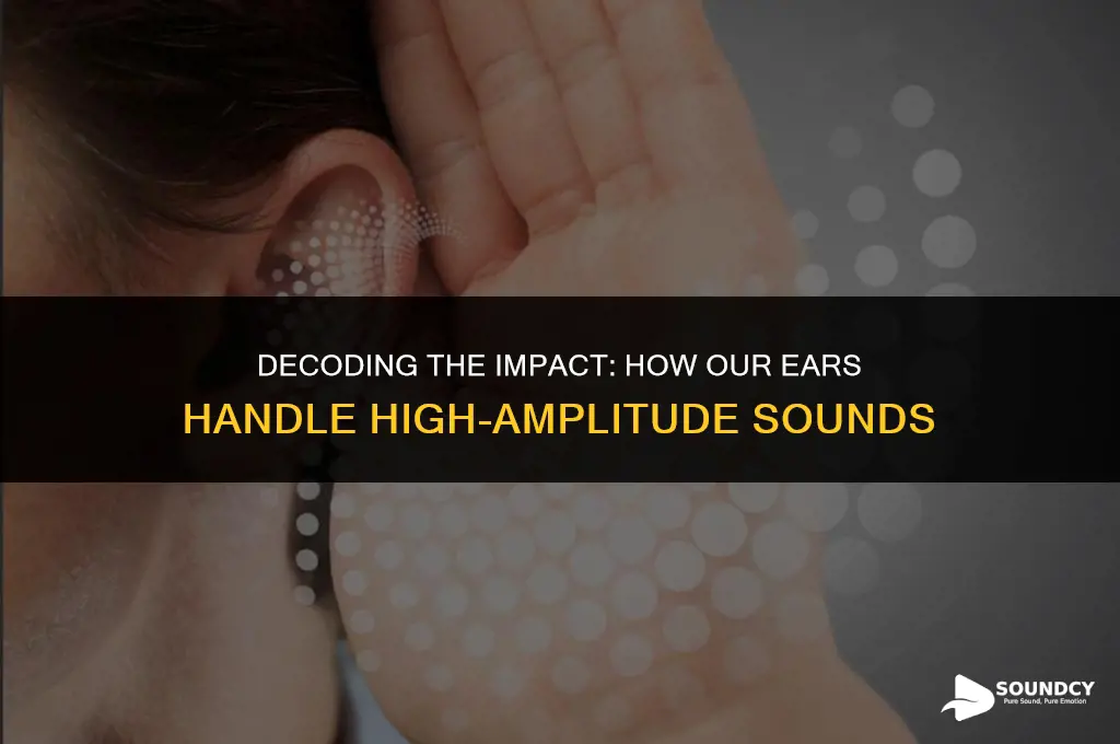 how would our ears haer a large amplitude sound