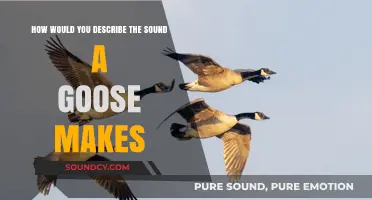 Honking in Harmony: The Unique Symphony of Geese