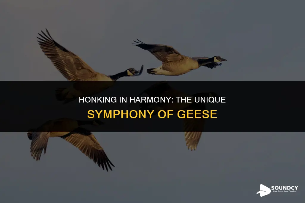 how would you describe the sound a goose makes