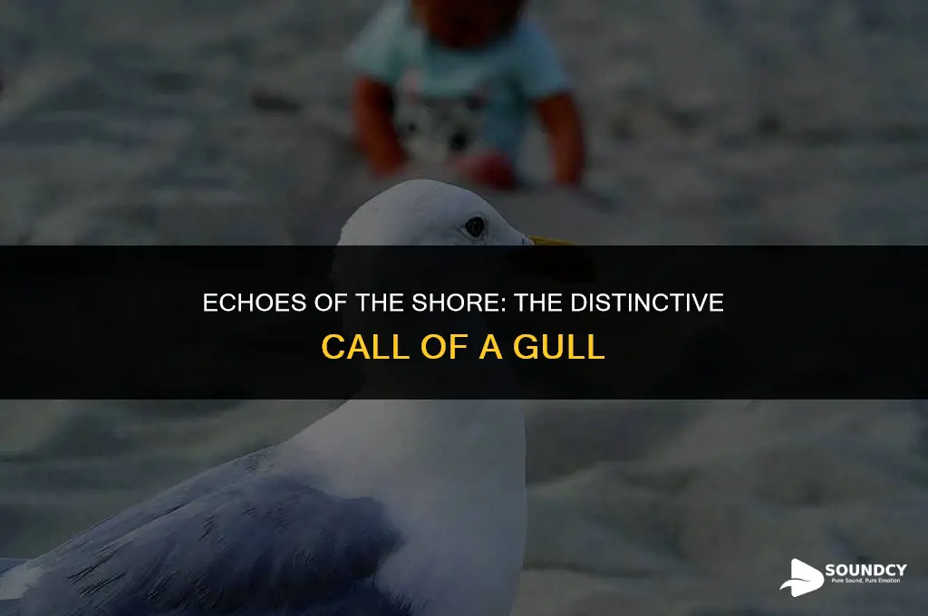 how would you describe the sound of a gull