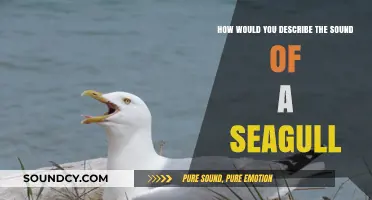 Echoes of the Shore: Decoding the Seagull's Melodic Call
