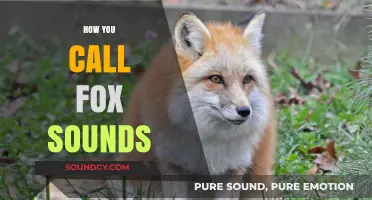Understanding Fox Vocalizations: What to Call Their Unique Sounds