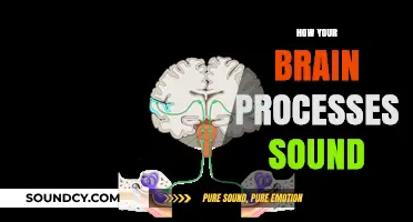 Unraveling the Mysteries: How Your Brain Processes Sound Waves