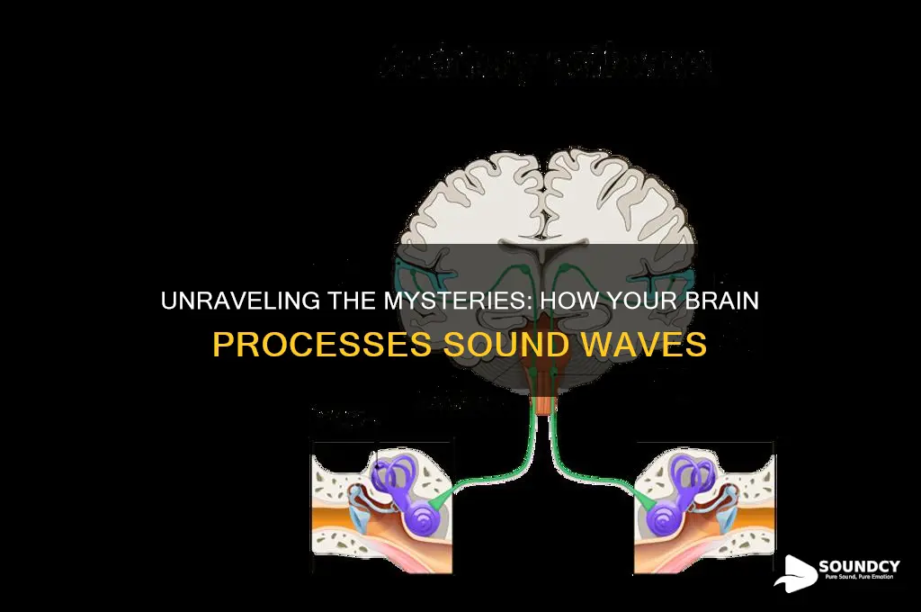 how your brain processes sound