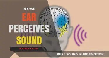 Unraveling the Science: How Your Ear Perceives and Processes Sound