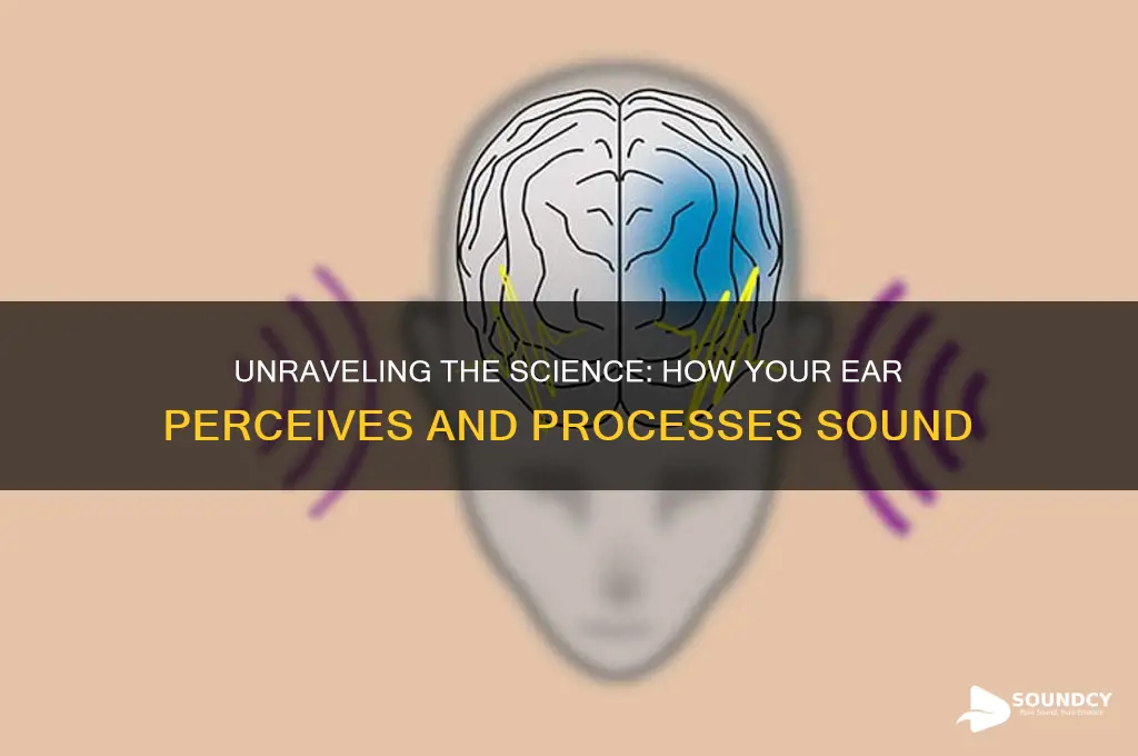 how your ear perceives sound