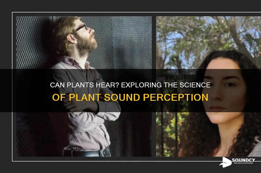 is a plant sound felt