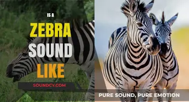 What Sound Does a Zebra Make? Unveiling Their Unique Vocalizations