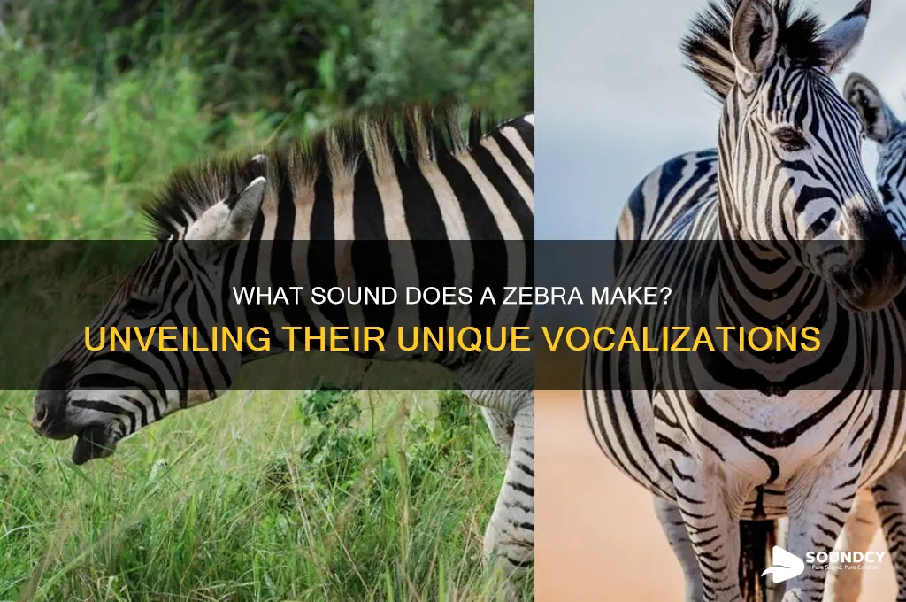 is a zebra sound like