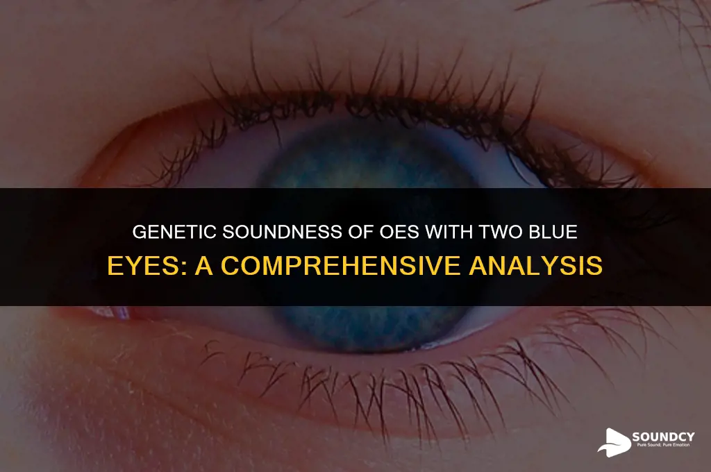 is an oes with 2 blue eyes genetically sound