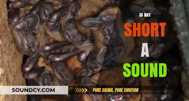 Is Bat Short a Sound? Exploring Phonetics and Language Nuances