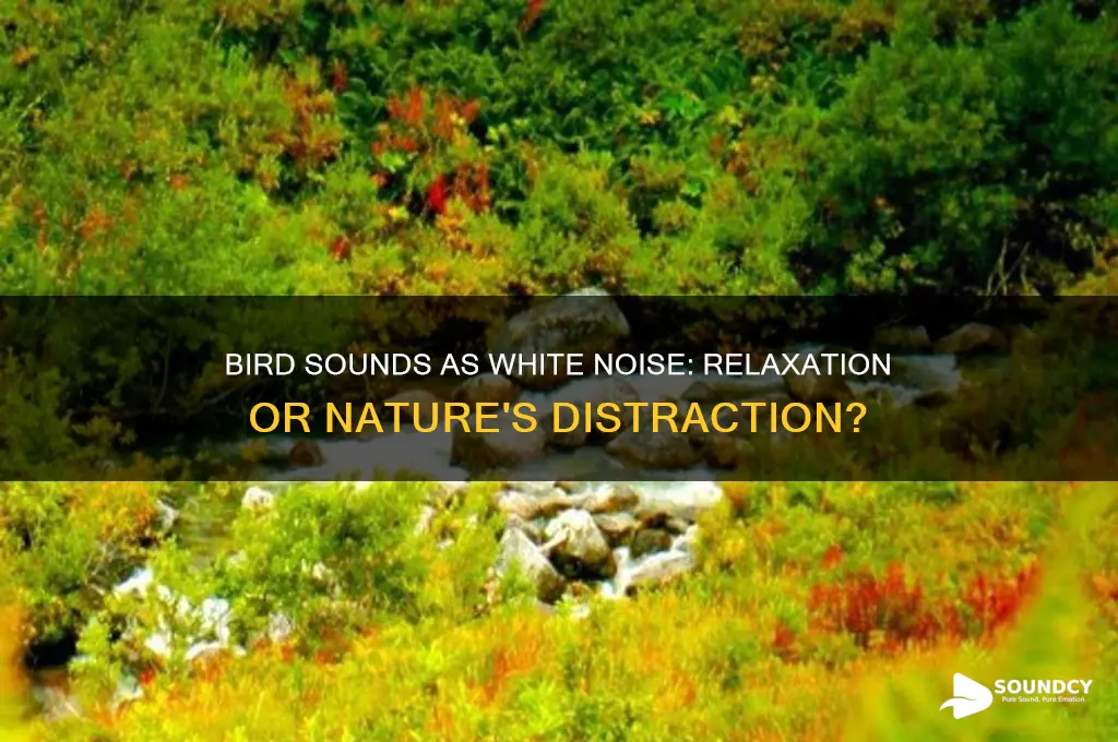 is bird sound white noise