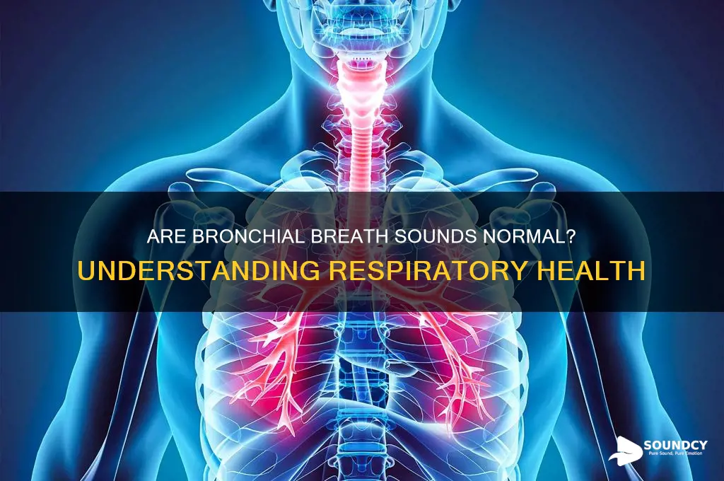 is bronchial breath sounds normal