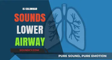 Understanding Columnar Sounds in Lower Airways: Causes and Implications