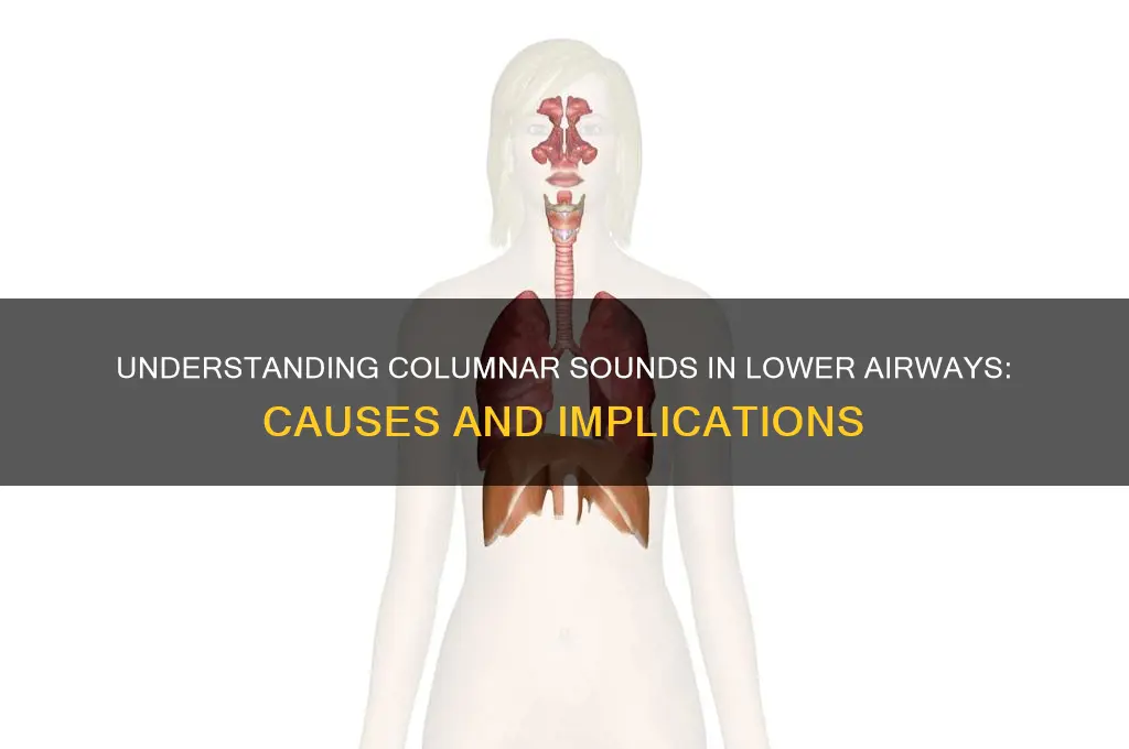is columnar sounds lower airway