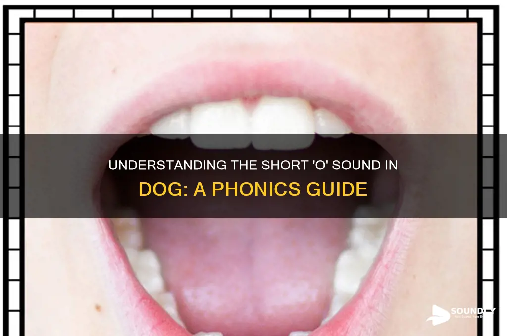 is dog short o sound