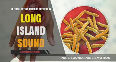 Exploring the Presence of Flesh-Eating Disease in Long Island Sound