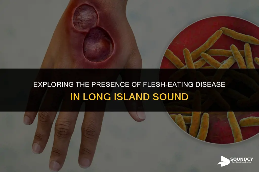 is flesh eating disease present in long island sound