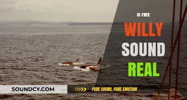 Is Free Willy's Iconic Whale Sounds Real or Hollywood Magic?