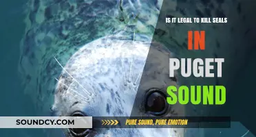 Exploring the Legality of Seal Hunting in Puget Sound