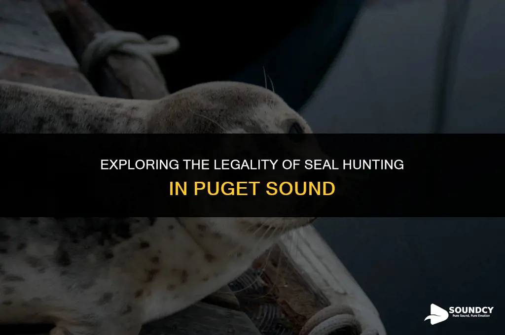 is it legal to kill seals in puget sound