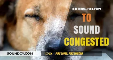 Is It Normal for a Puppy to Sound Congested? Expert Insights