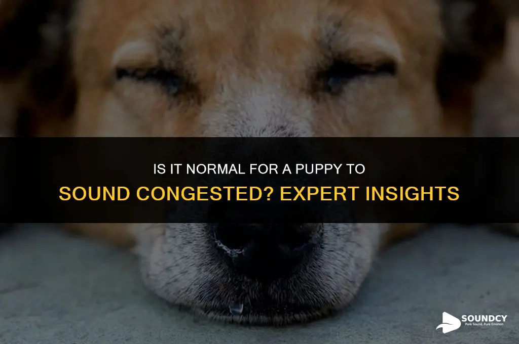 is it normal for a puppy to sound congested