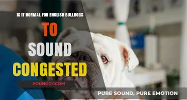 Understanding Your English Bulldog's Breathing: Is Congestion Normal?