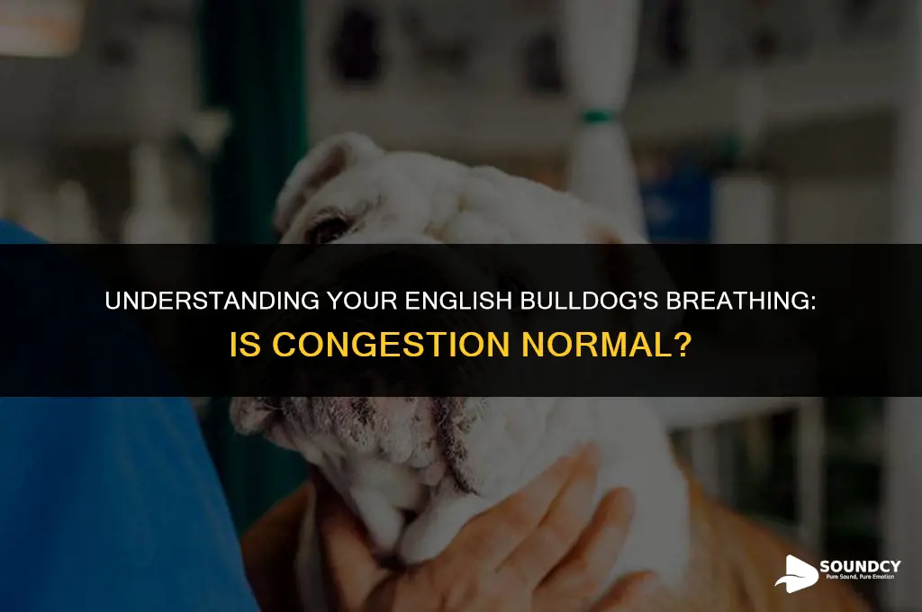 is it normal for english bulldogs to sound congested