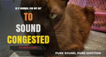 Feline Nasal Noises: When to Worry About Your Cat's Congestion
