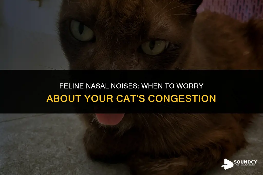 is it normal for my cat to sound congested