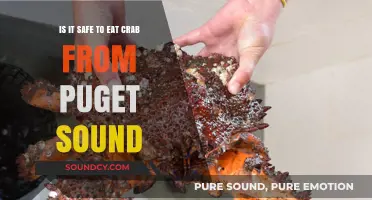 Savoring Puget Sound's Crab: A Guide to Safe and Delicious Dining