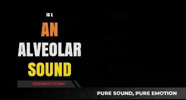 Is 'L' an Alveolar Sound? Exploring Phonetics and Articulation
