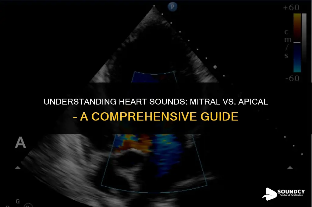 is mitral heart sound same as apical heart sounds