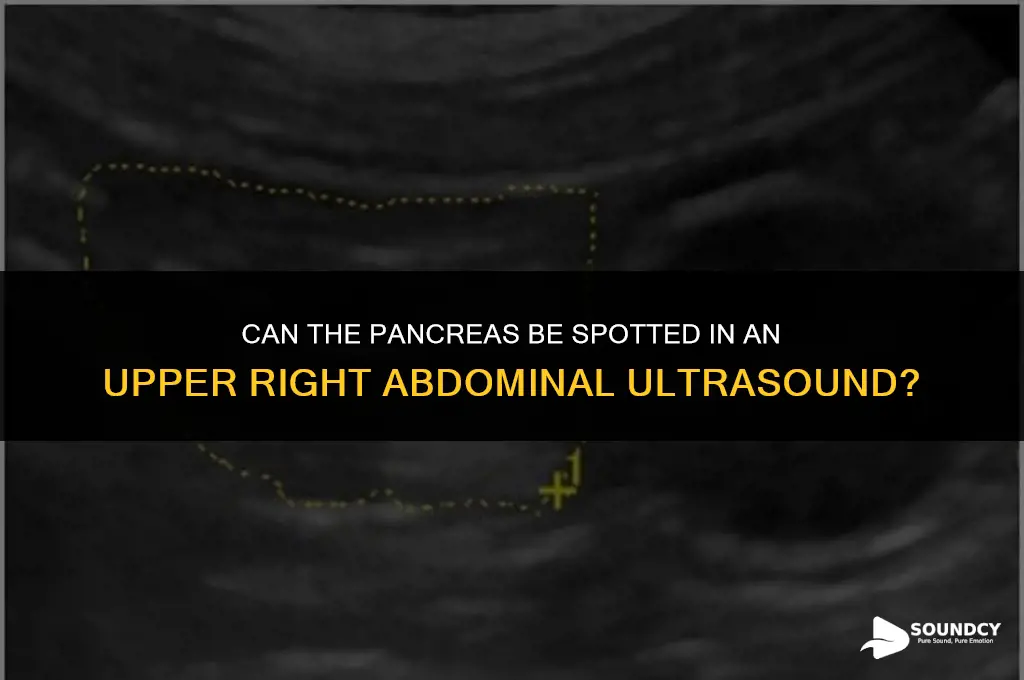 is pancreas seen in upper right abdominal ultra sound