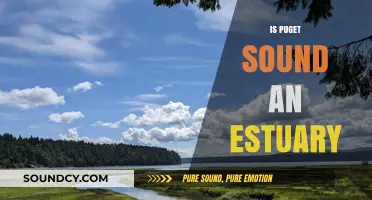 Is Puget Sound an Estuary? Exploring Its Unique Marine Ecosystem