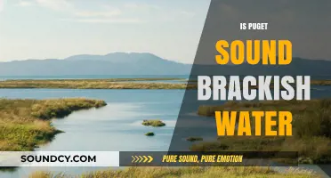 Is Puget Sound Brackish? Exploring Its Unique Water Composition