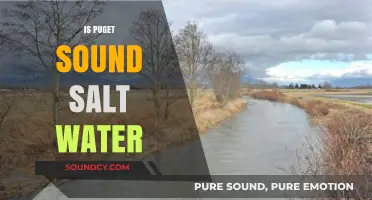 Is Puget Sound Salt Water? Exploring the Unique Estuary's Composition