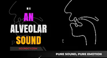 Is 'S' an Alveolar Sound? Exploring English Phonetics and Articulation