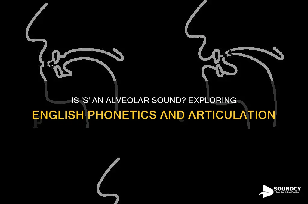 is s an alveolar sound