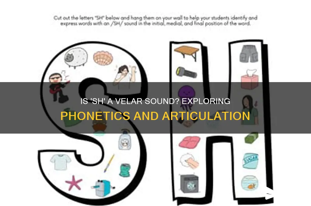 is sh a velar sound