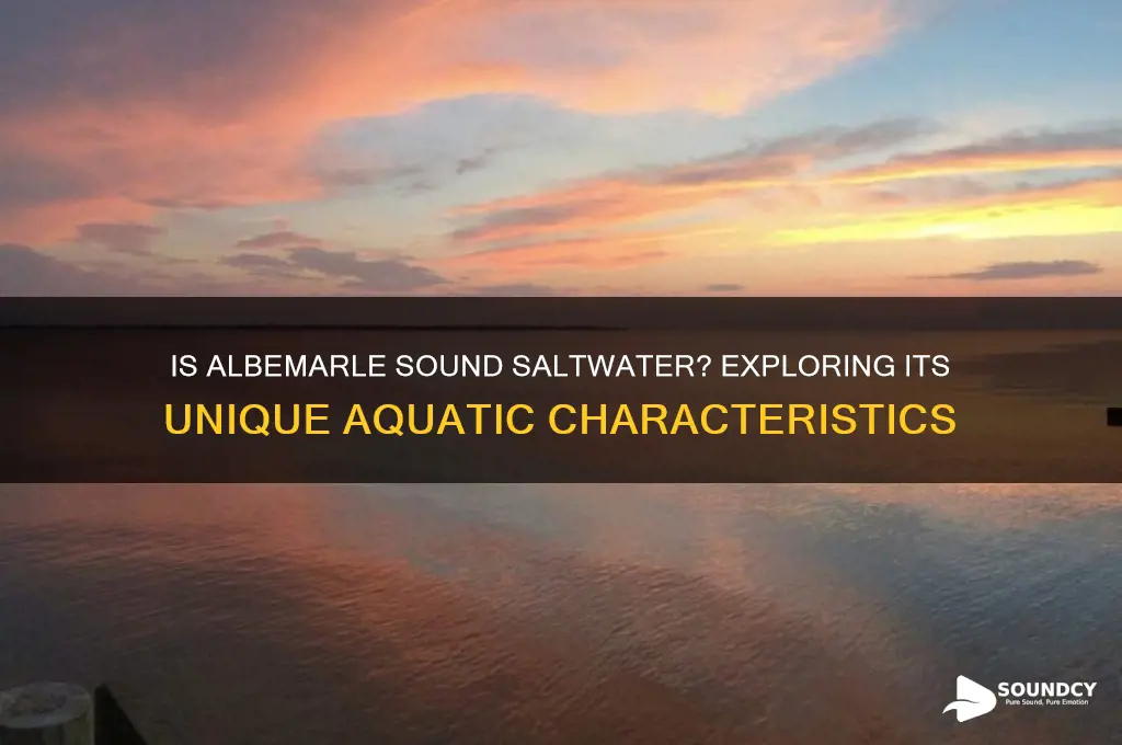 is the albemarle sound saltwater