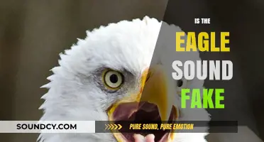 Is the Eagle's Iconic Scream Fake? Uncovering the Truth Behind the Sound