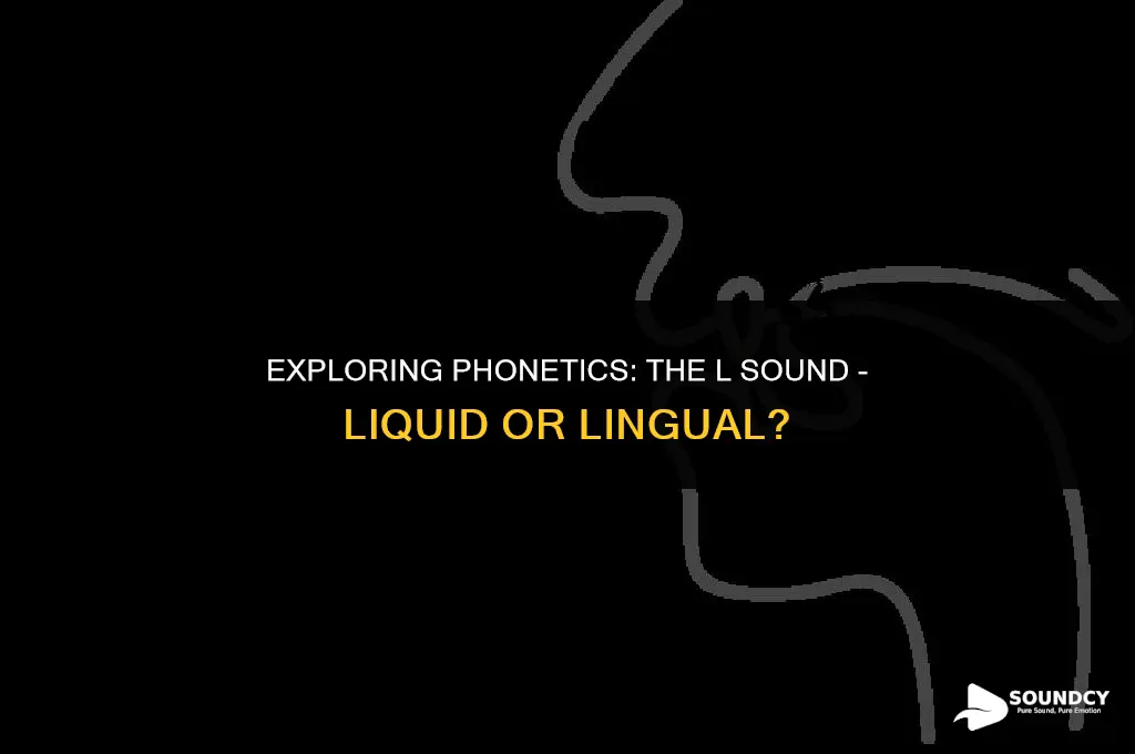 is the l phoneme a liquid or lingual sound