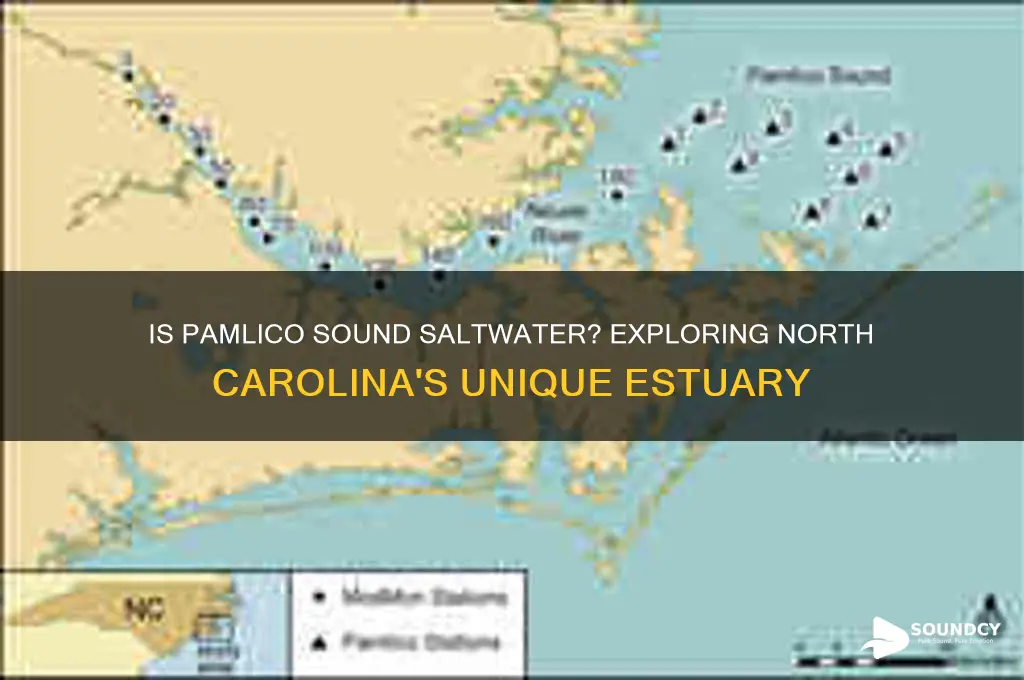 is the pamlico sound saltwater