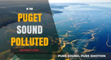 Puget Sound Pollution: Uncovering the Truth About Its Water Quality