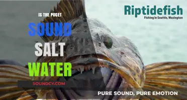 Salt Water Splendor in Puget Sound