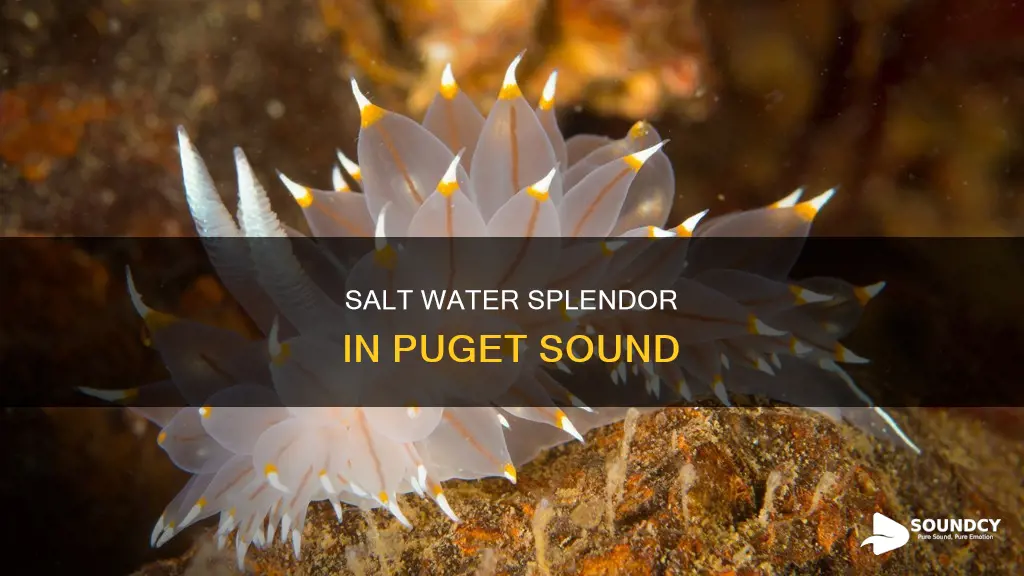 is the puget sound salt water