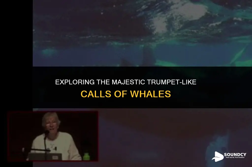 is the sound of a whale like a trumpet